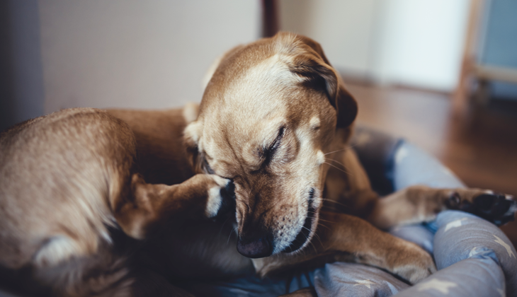 Rødt øre hos hund