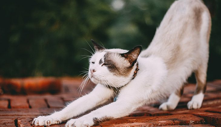 lopper på en kat